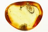 Detailed Fossil Termite (Isoptera) In Baltic Amber #288592-1